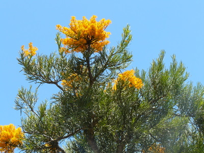 Western Australian Christmas Tree