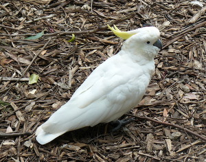 Sulphur-crested Cockatoo  