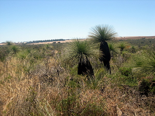 Grass trees, known colloquially as Black Boys.