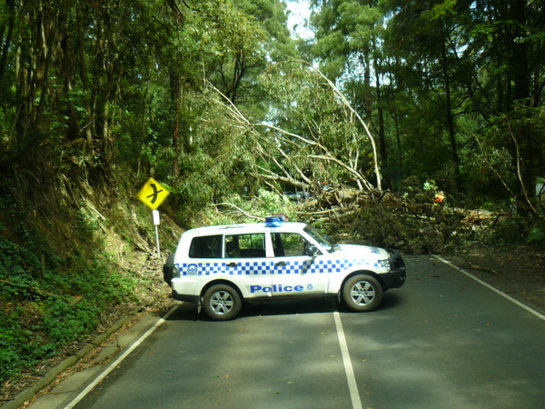 Hindered by a fallen tree