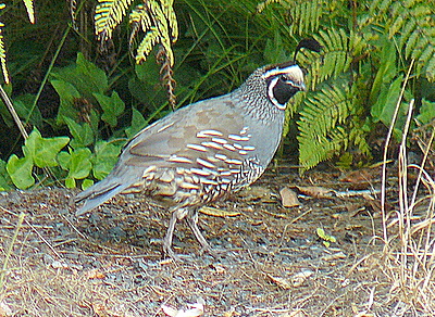 A Californian Quail