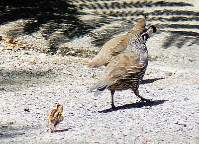 Californian Quails