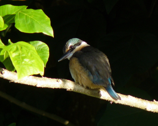 Our local kingfisher giving the camera woman the eye.