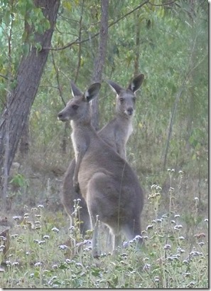 m_Brisbane visits and kangoroos 082