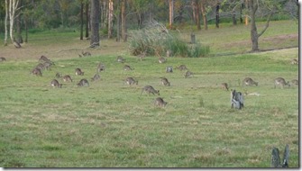 m_Brisbane visits and kangoroos 094