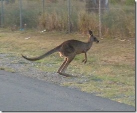 m_Brisbane visits and kangoroos 151