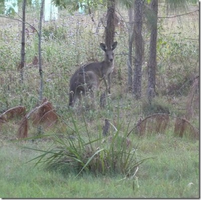 m_Brisbane visits and kangoroos 056