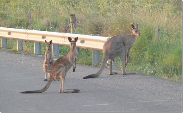 m_Brisbane visits and kangoroos 127