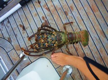 Large spiny crayfish.jpg