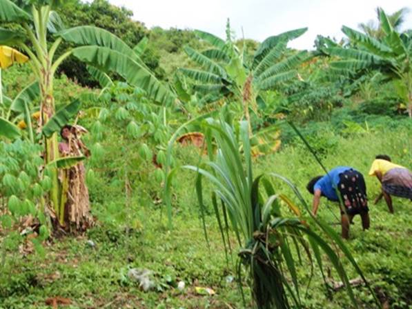 Women working in field.jpg