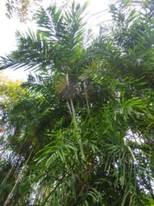 Bettel Nut palm.jpg