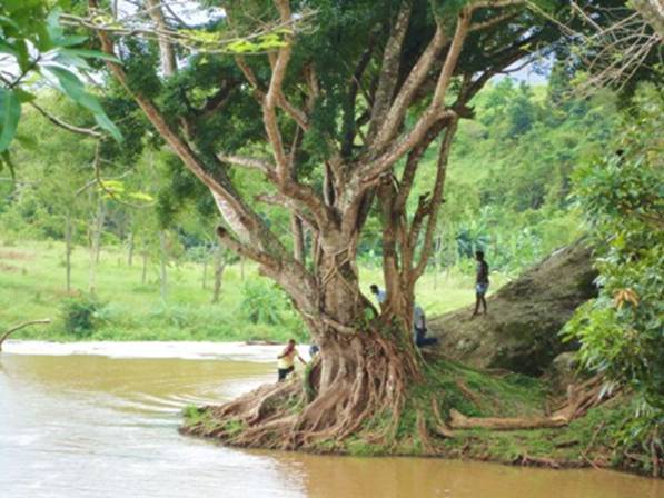 Banyan tree at Crystal falls.jpg