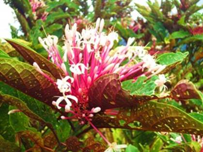 Flowers on bush.jpg