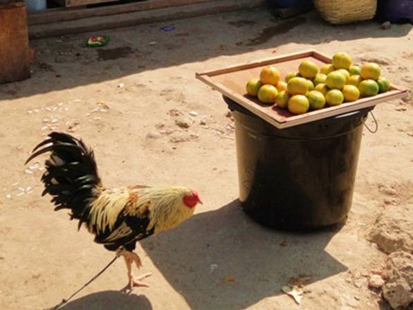 DSC02347 Cock and oranges.jpg