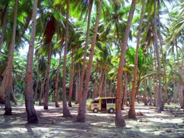 PICT0277 Mini bus in coconut grove.jpg