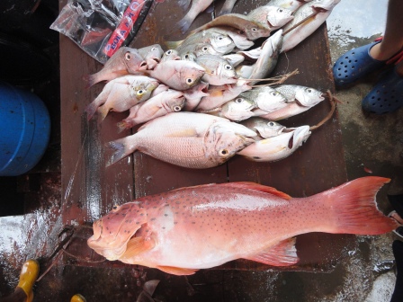 DSC02511 Coral trout and snapper.jpg