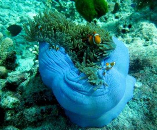 magnificent13 anenome fish.jpg