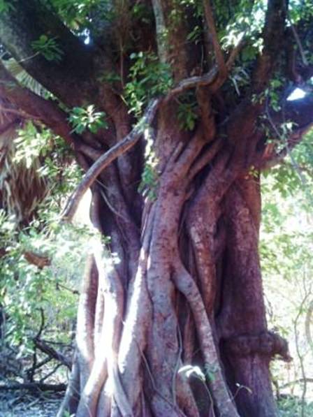 PICT0316 Ficus Banyan Tree.jpg