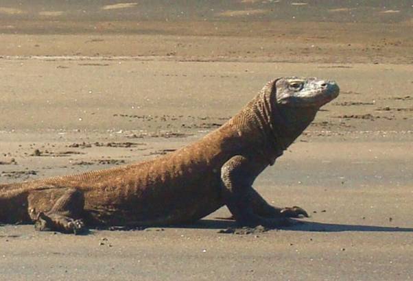 DSC06806 Older Komodo.jpg