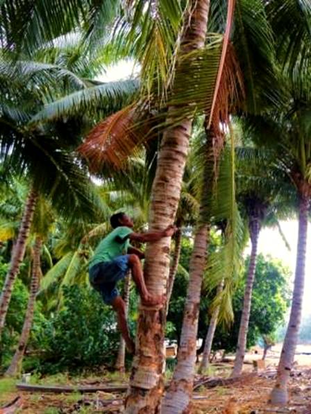 DSC02889 climbing for coconuts.jpg