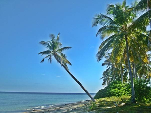 Palm fringed beach.JPG