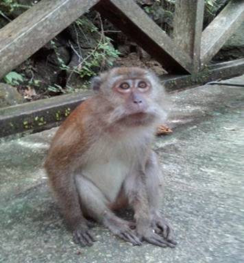 PICT0908 Macquak Monkey.JPG