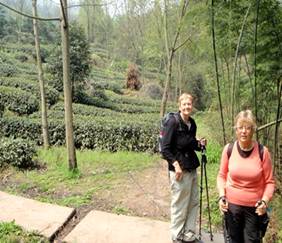 Description: Description: 13 Tea fields Emei Shan.JPG