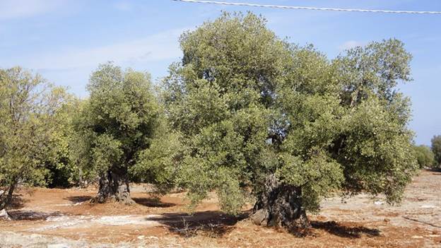 m__DSC1261 Olive Trees.jpg