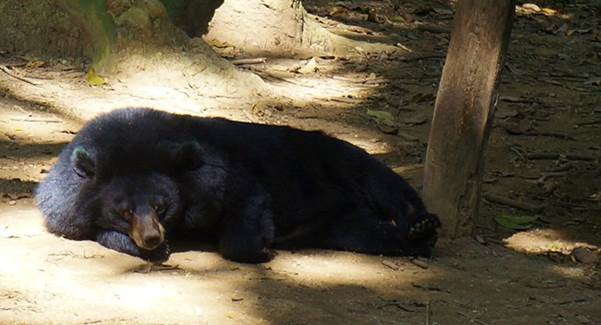 m_106 black Asian bear.jpg