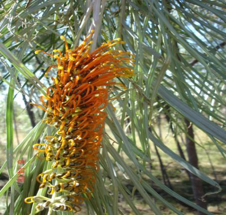 026 Yellow Banksia.JPG