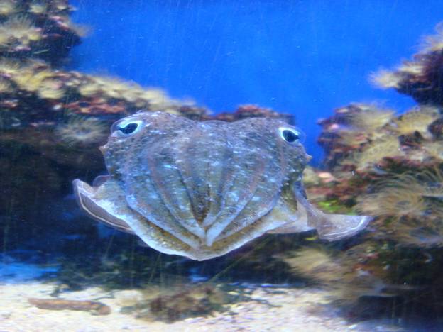 DSC04160 Cuttlefish R.jpg