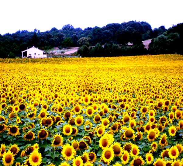 DSC03619 Sunflowers galore.jpg