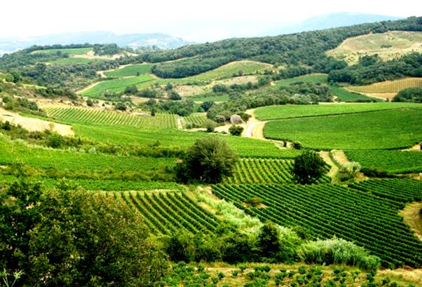 DSC03665 Limoux vineyards.jpg