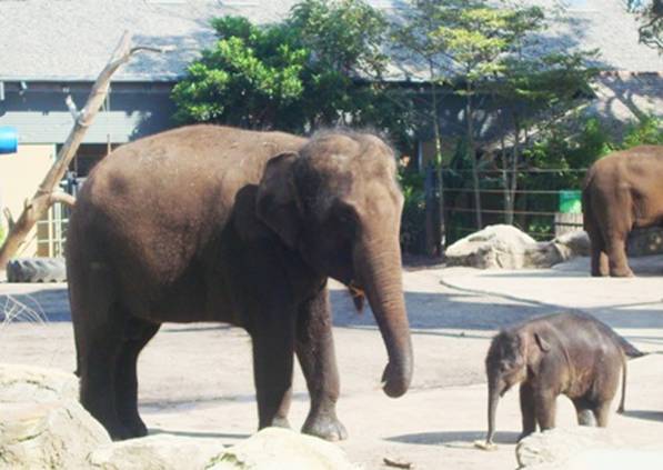 Elephant with 1 mnth calf.jpg