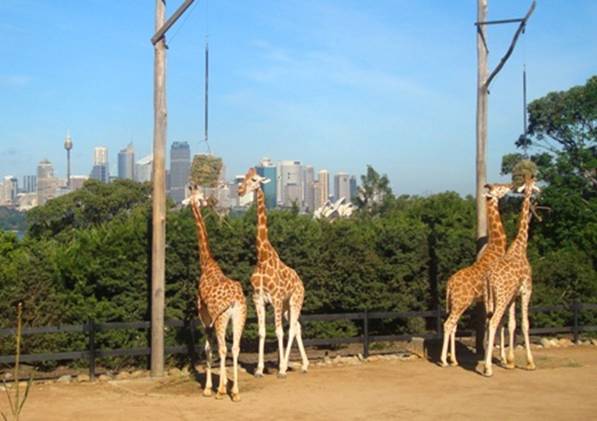 Girafe's with a view.jpg