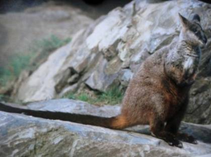 Brush tailed rock wallaby.jpg