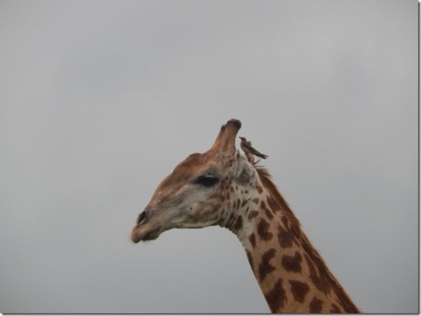 Clean giraffe