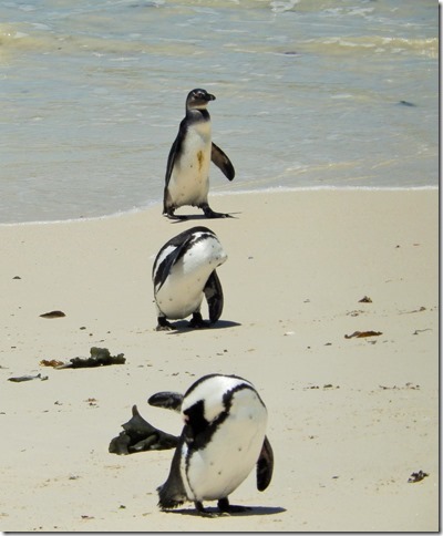 Boulders Beach Penguins 5