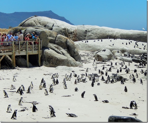 Boulders Beach Penguins 1