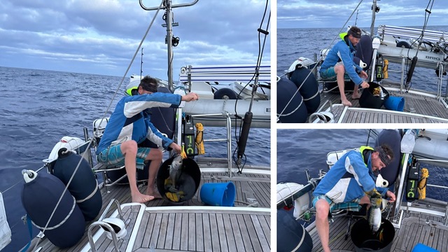YellowFin.jpeg