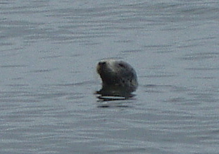 This seal did not seem to mind us. Denne kobba hadde ikke noe imot at vi seilte forbi