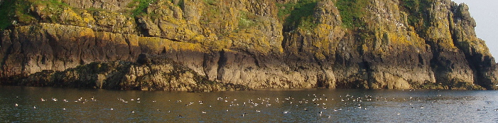 Hundreds of puffins
