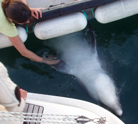 The tame dolphin and the French lass in her dory.