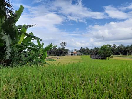 A field of grass with trees and a house in the background

Description automatically generated with low confidence