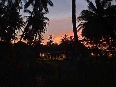 A picture containing outdoor, tree, palm, sunset

Description automatically generated