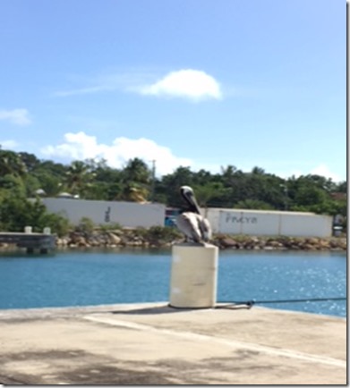 pelican at breakfast