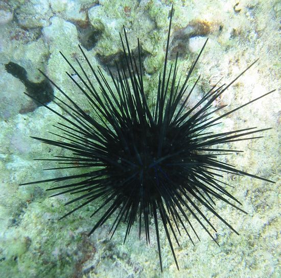 m_sea-urchin.jpg