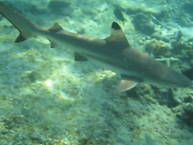 Black tip shark, Redang, Malaysia.jpg