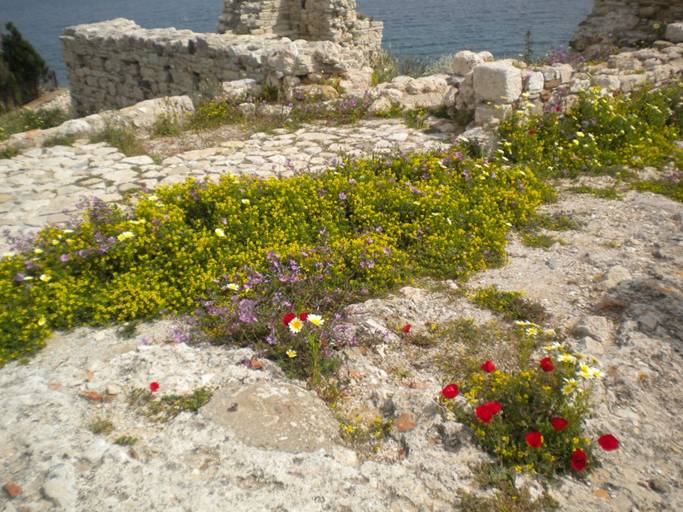 Wildflowers at Basillica.JPG