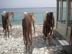 Drying octopus at restaurant.JPG